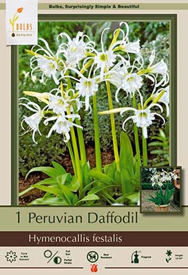 Hymenocallis festalis