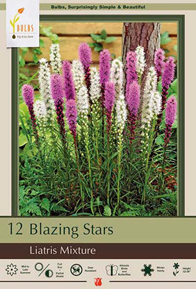 Liatris spicata 'Mixture'