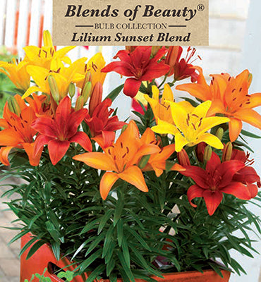 Lilium Asiatic 'Sunset Blend'