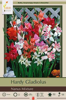 Gladiolus 'Nanus Mixture'