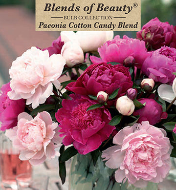 Paeonia lactiflora 'Cotton Candy Blend'