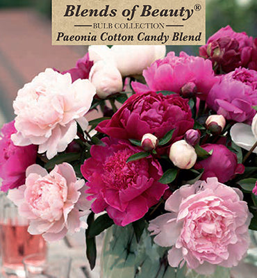 Paeonia lactiflora 'Cotton Candy Blend'