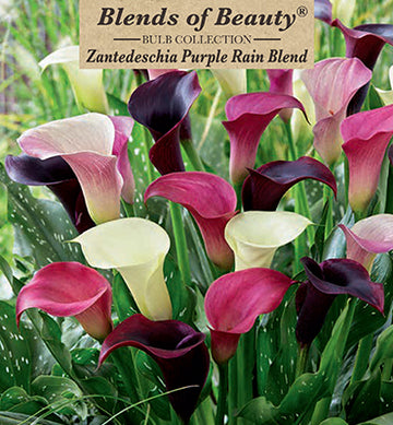 Zantedeschia (Calla Lily) 'Purple Rain Mixture'
