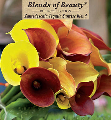 Zantedeschia (Calla Lily) 'Tequila Sunrise Mixture'