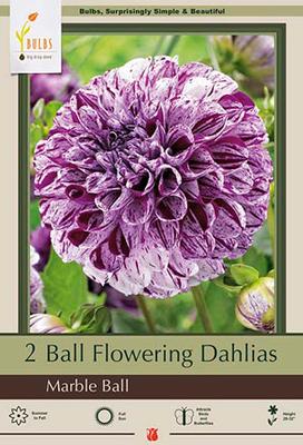 Dahlia Ball Flowering 'Marble Ball'