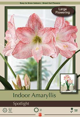 Amaryllis Spotlight