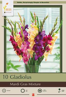 Gladiolus 'Mardi Gras Mix'