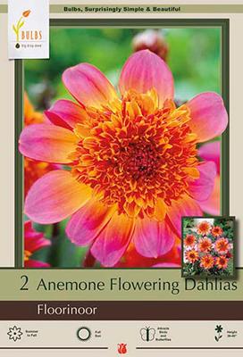 Dahlia Anemone 'Floorinoor'