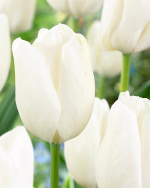 Tulip 'Hakuun'