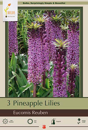 Eucomis comosa 'Reuben'