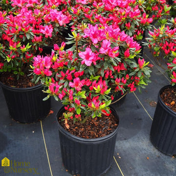 Azalea - Rhododendron x 'Girard's Rose'