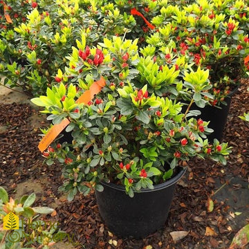 Azalea - Rhododendron x 'Girard's Scarlet'