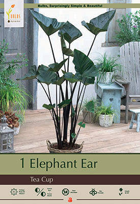Elephant Ear 'Tea Cup'