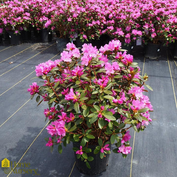 Azalea - Rhododendron x 'P.J.M. Elite'