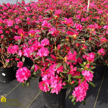 Azalea - Rhododendron x 'P.J.M. Landmark'