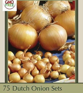 Dutch Onion Sets 'Yellow Stuttgarten Riesen'