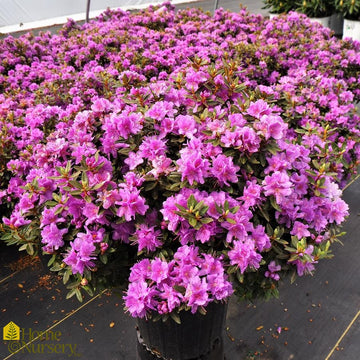 Azalea - Rhododendron x Purple Gem