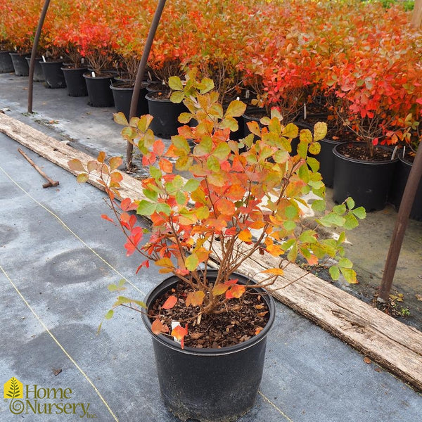 Sumac - Rhus aromatica 'Gro-Low'