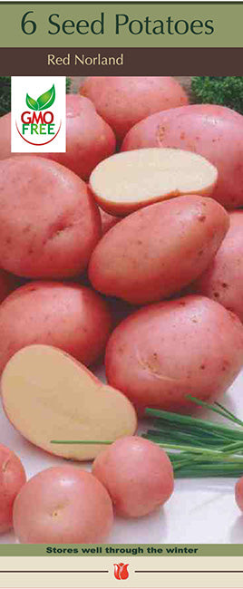 Potatoes 'Dark Red Northland'