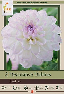 Dahlia Decorative 'Eveline'