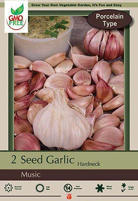 Garlic 'Music' Hardneck