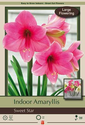 Amaryllis Sweet Star