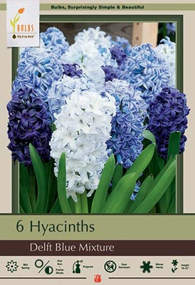 Hyacinth orientalis 'Delft Blue Mix'