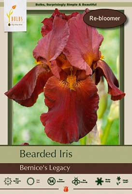 Iris germanica 'Bernice's Legacy'