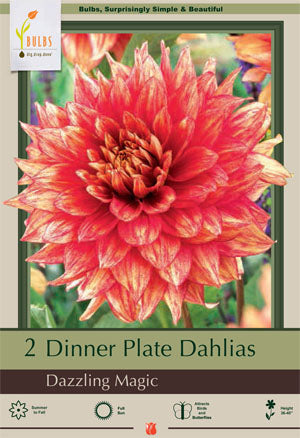 Dahlia Dinner Plate 'Dazzling Magic'
