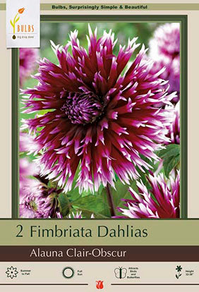Dahlia Cactus 'Alauna Clair-Obscur'