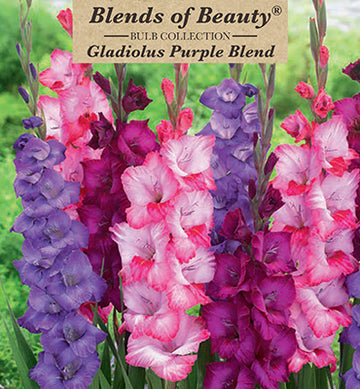 Gladiolus Large Flowering 'Purple Blend'