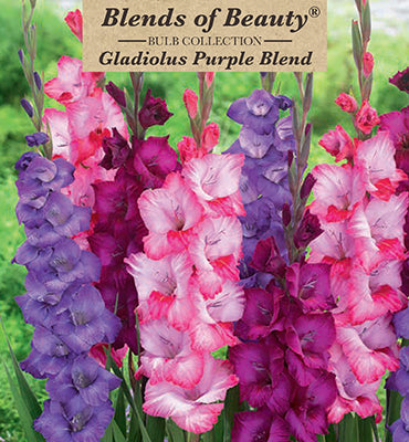 Gladiolus Large Flowering 'Purple Blend'