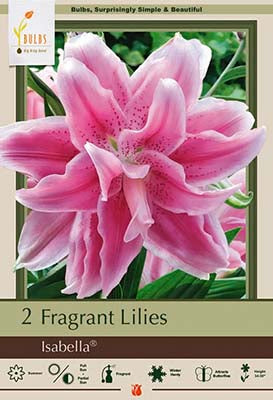 Lilium Roselily 'Isabella'