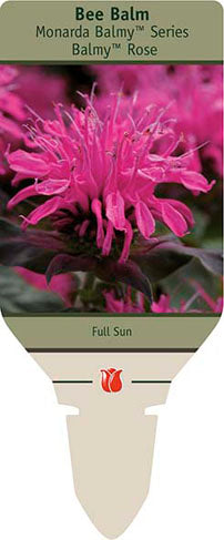 Bee Balm 'Balmy Rose'