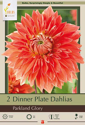 Dahlia Dinner Plate 'Parkland Glory'