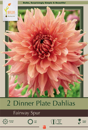 Dahlia Dinner Plate 'Fairway Spur'
