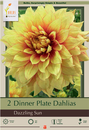 Dahlia Dinner Plate 'Dazzling Sun'