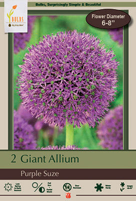 Allium 'Purple Suze'