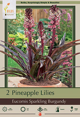 Eucomis comosa 'Sparkling Burgundy'