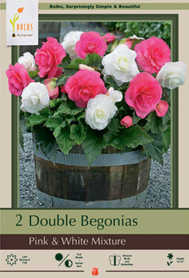 Begonia 'Double Mix' (Pink & White)