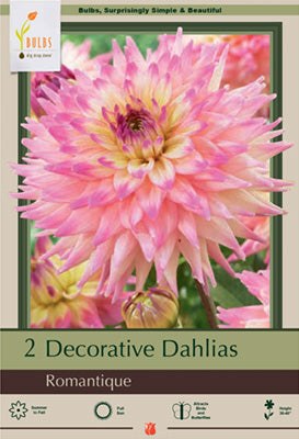 Dahlia Decorative 'Romantique'