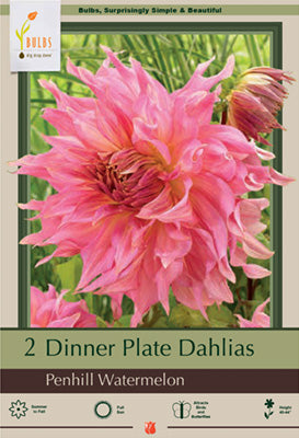 Dahlia Dinner Plate 'Penhill Watermelon'
