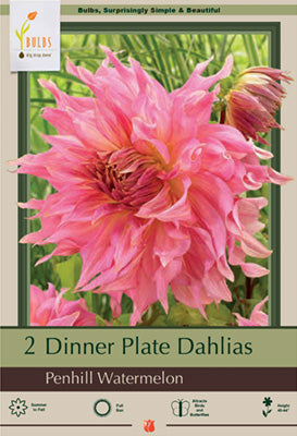 Dahlia Dinner Plate 'Penhill Watermelon'
