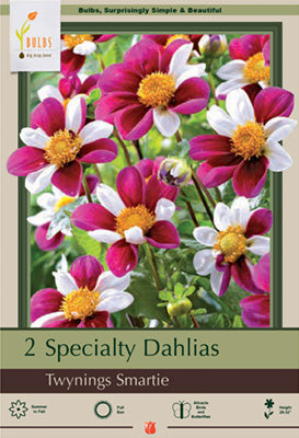 Dahlia Specialty 'Twynings Smartie'