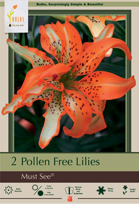 Lilium Asiatic (Double) 'Must See'