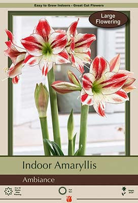 Amaryllis 'Ambiance'