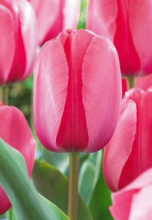 Tulip 'Pink Impression'