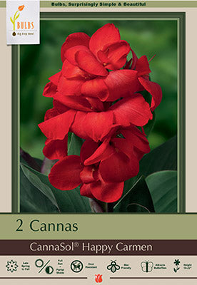 Canna Lily 'Happy Carmen'