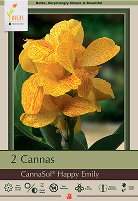 Canna Lily 'Happy Emily'