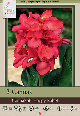 Canna Lily 'Happy Isabel'